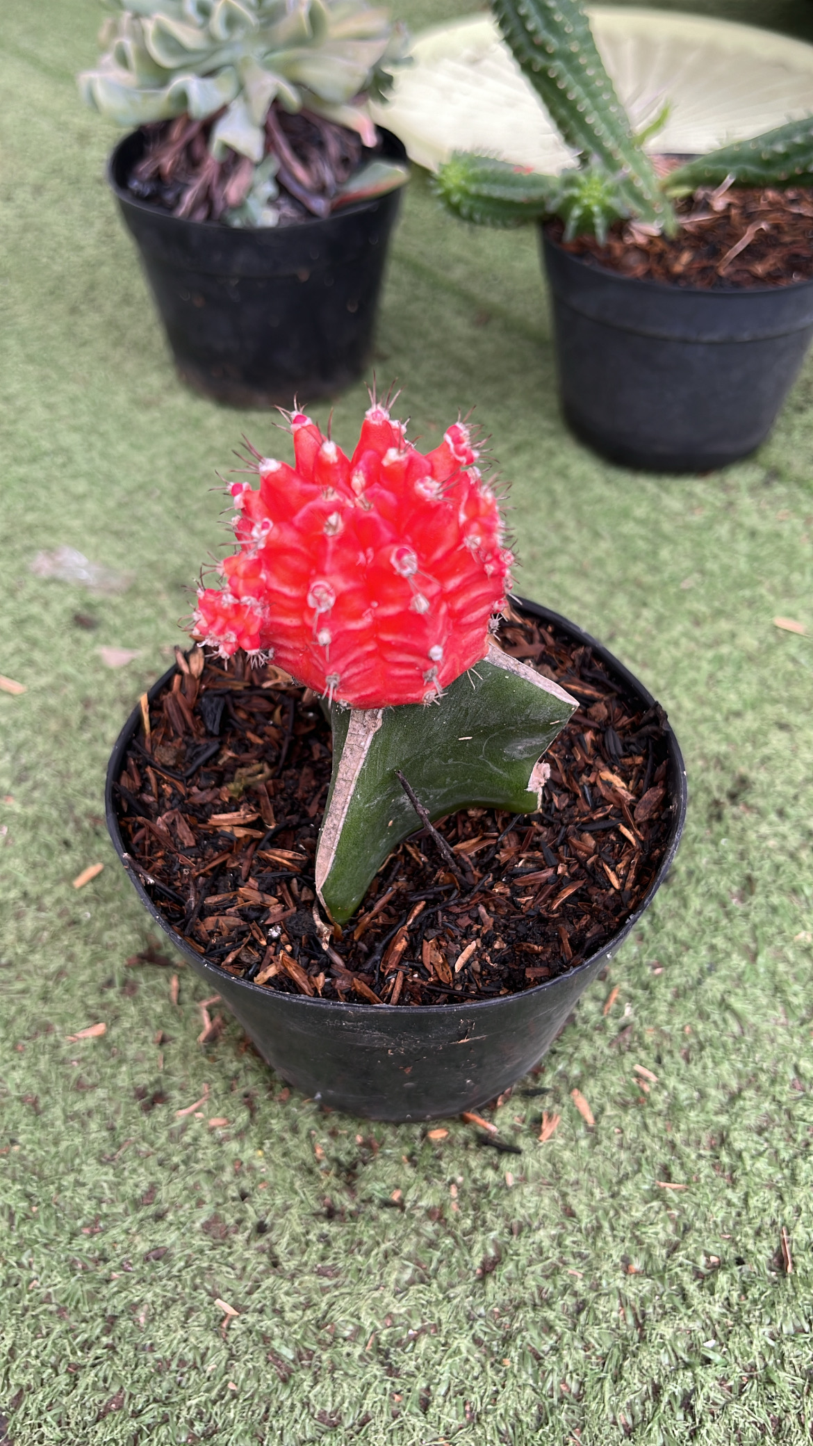 Kaktus Grafting