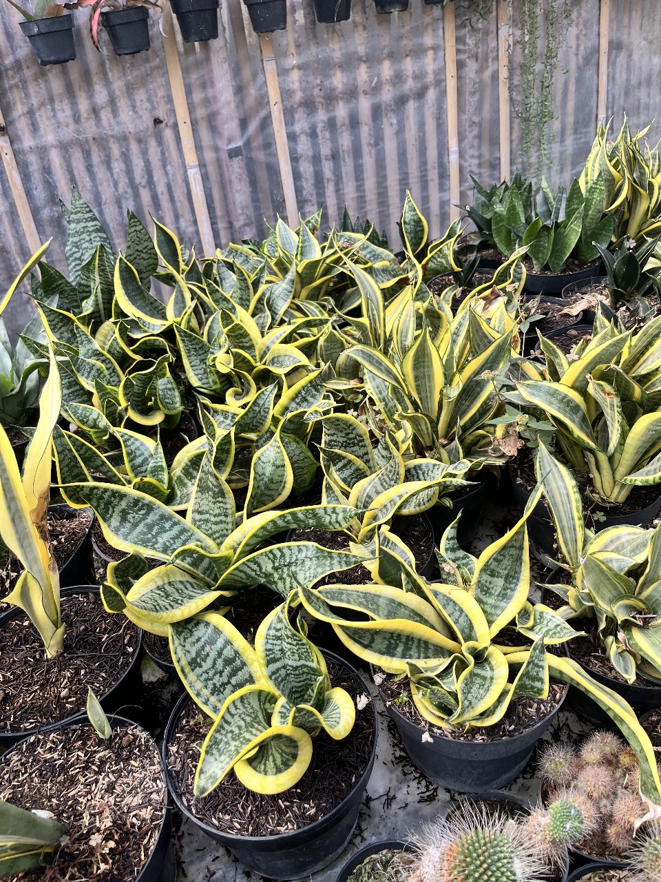 Sansevieria